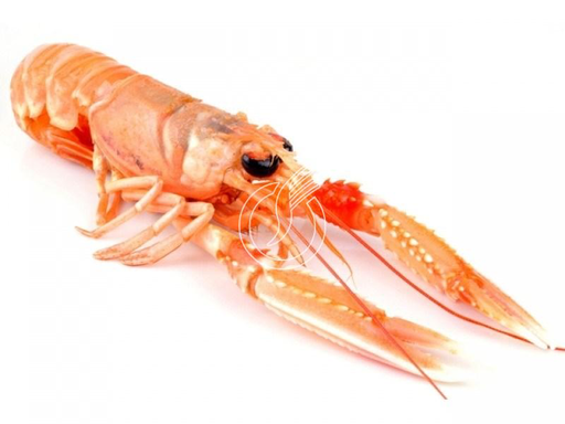 [P1275B] Langoustines 17/20 1KG